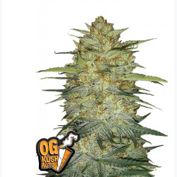 OG Kush Auto