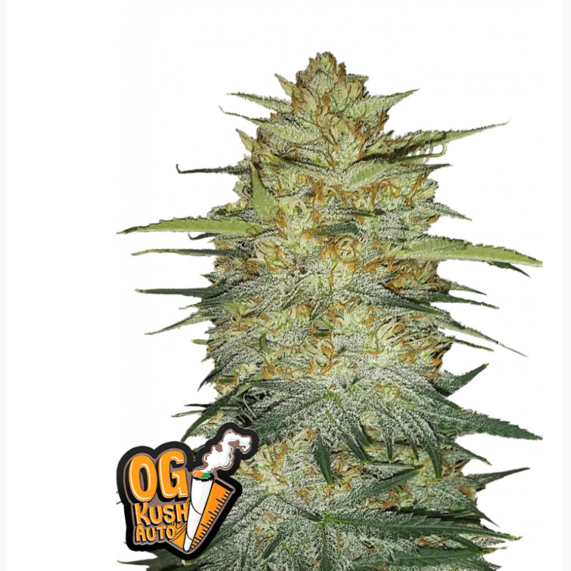 OG Kush Auto OG Kush Auto