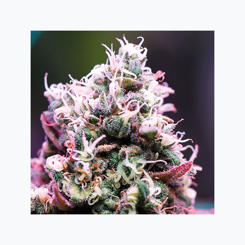 Amnesia Flash Auto Amnesia Flash Auto