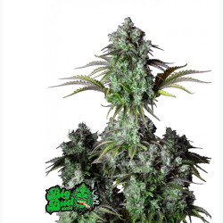 Big Bud Auto