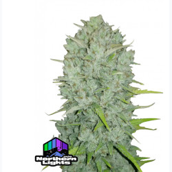 Auto Northern Lights