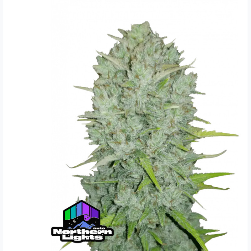 Auto Northern Lights Auto Northern Lights