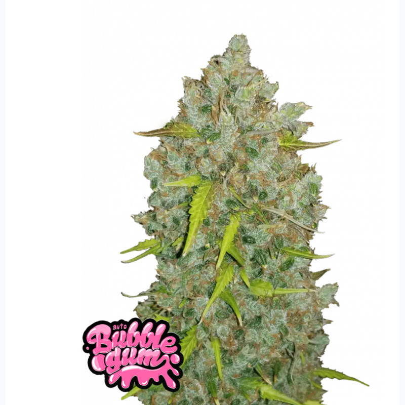 BubbleGum Auto BubbleGum Auto
