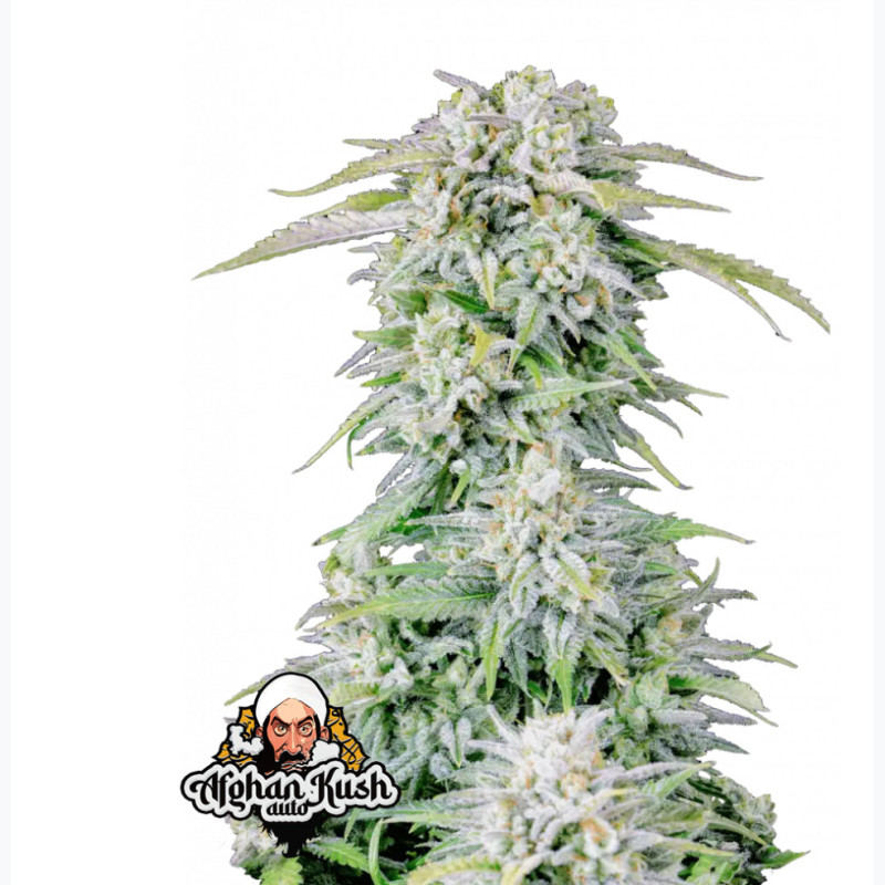 Afghan Kush Auto Afghan Kush Auto