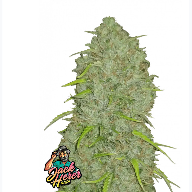 Jack Herer Auto Jack Herer Auto
