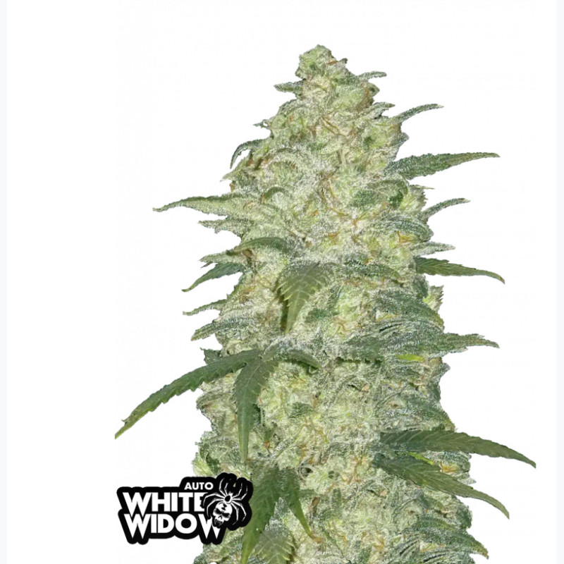 White Widow Auto White Widow Auto