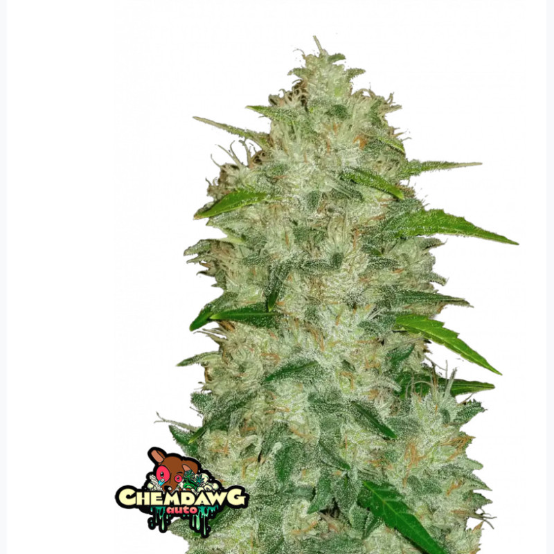Chemdawg Auto Chemdawg Auto