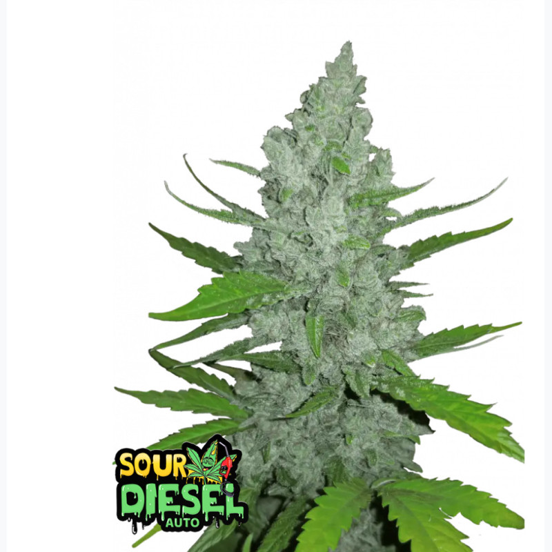 Sour Diesel Auto Sour Diesel Auto