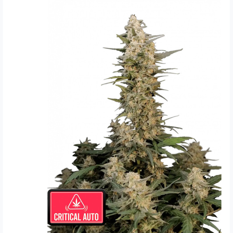 Critical Auto Critical Auto