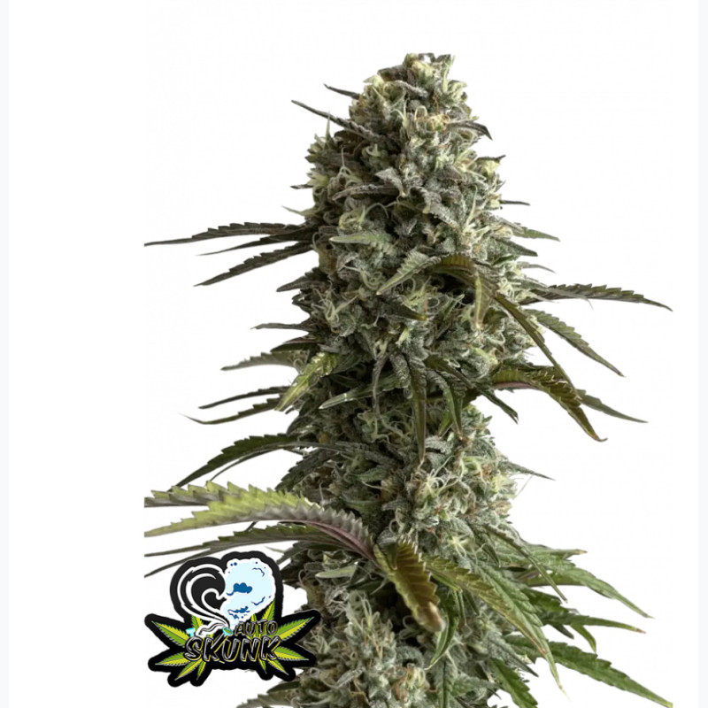 Skunk Auto Skunk Auto
