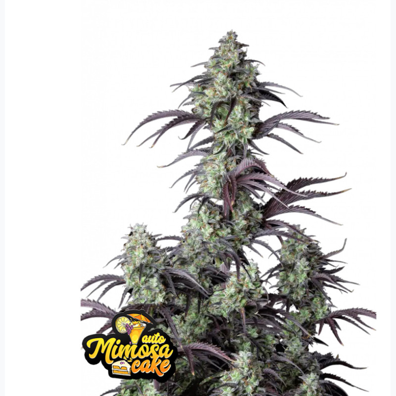 Mimosa Cake Auto Mimosa Cake Auto