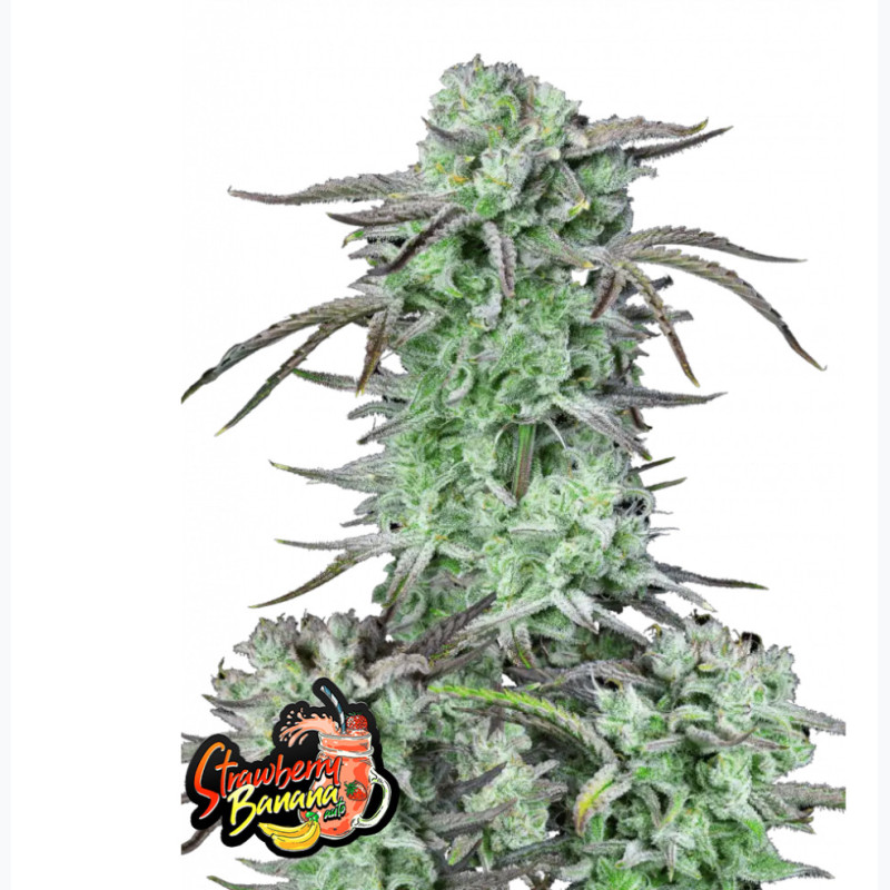 Strawberry Banana Auto Strawberry Banana Auto