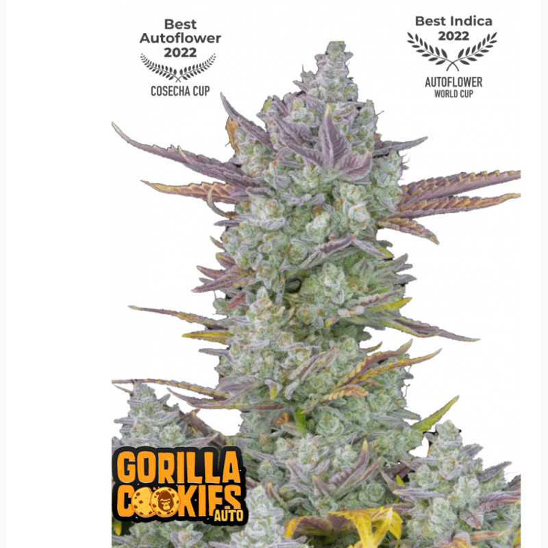 Gorilla Cookies Auto Gorilla Cookies Auto