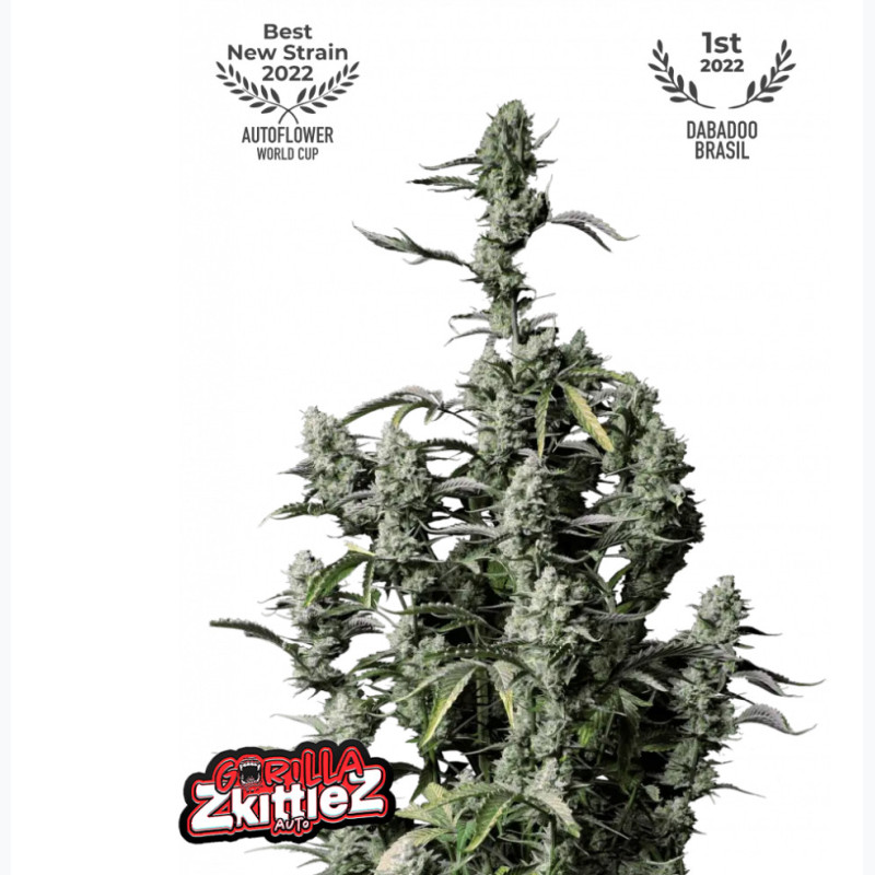 Gorilla Zkittlez Auto Gorilla Zkittlez Auto