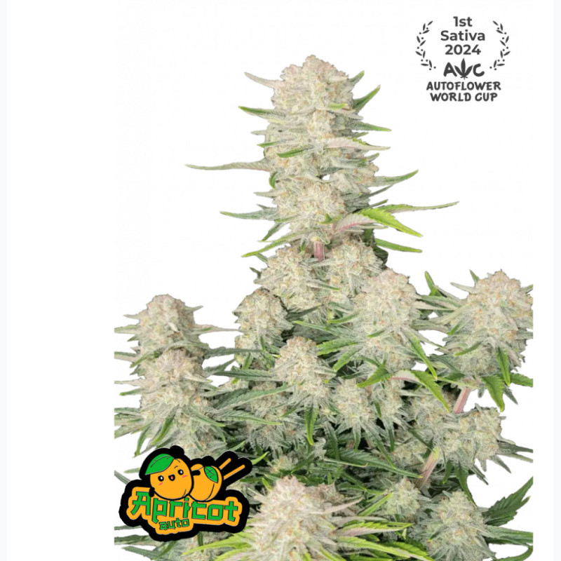 Apricot Auto Apricot Auto
