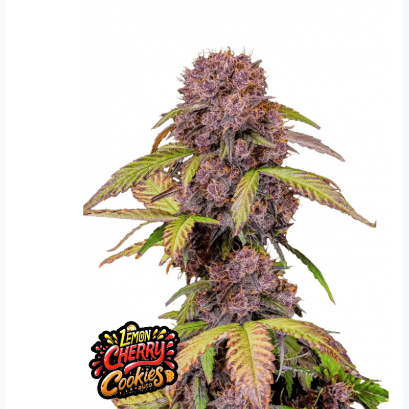 Lemon Cherry Cookies Auto™ Lemon Cherry Cookies Auto™