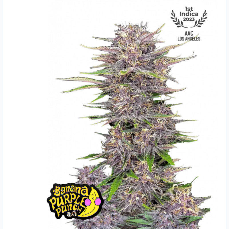 Banana Purple Punch Auto Banana Purple Punch Auto