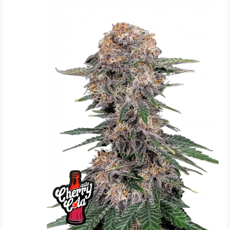 Cherry Cola Auto Cherry Cola Auto