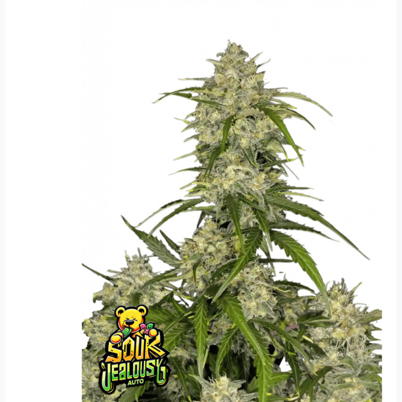 Sour Jealousy Auto™ Sour Jealousy Auto™