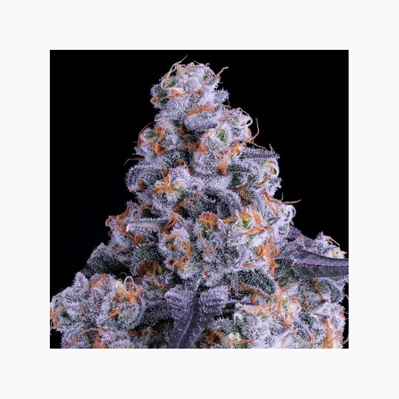 Epic Buzz Auto Epic Buzz Auto