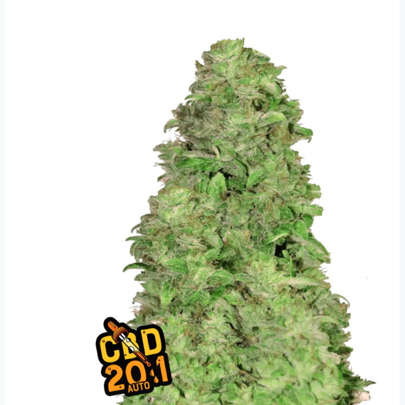 CBD Auto 20:1 CBD Auto 20:1
