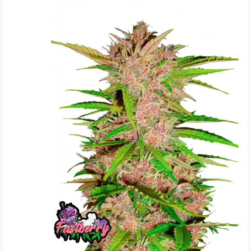 Fastberry Auto Fastberry Auto