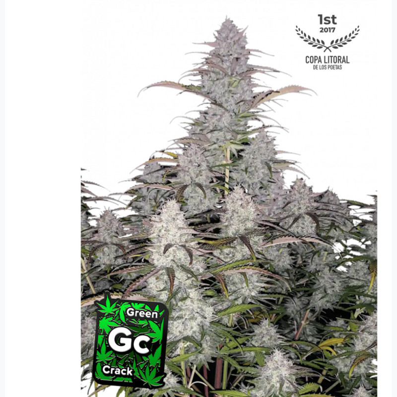 Green Crack Auto Green Crack Auto