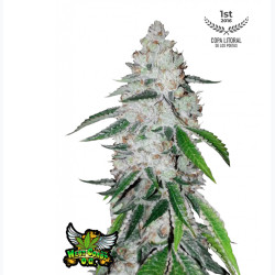 West Coast O.G. Auto