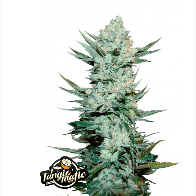 Tangie Auto Tangie Auto