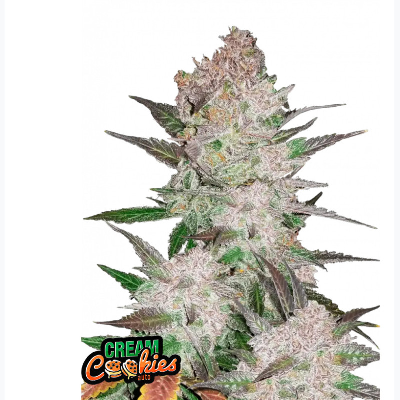 Cream Cookies Auto Cream Cookies Auto
