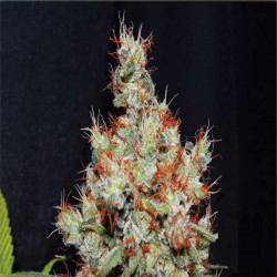 Feminizowane nasiona marihuany Critical