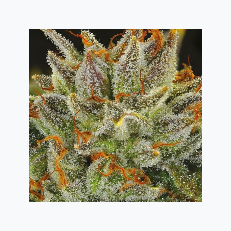 Fat Monkey Auto Fat Monkey Auto