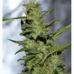 Feminizowane nasiona marihuany Gorilla Glue