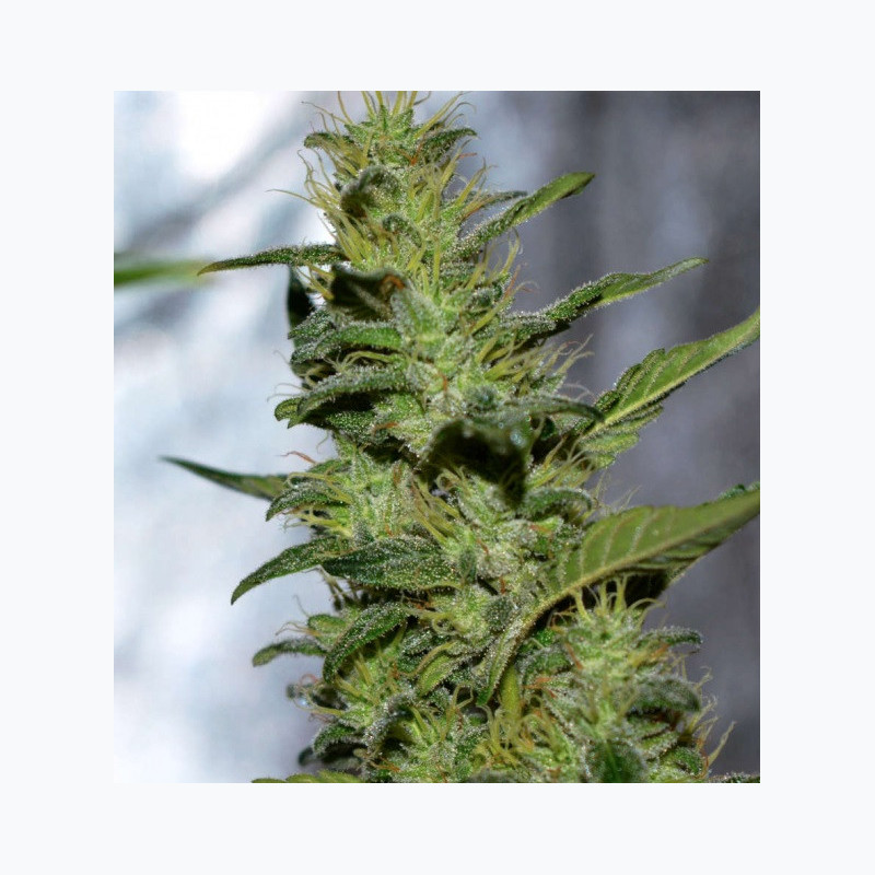 Feminizowane nasiona marihuany Gorilla Glue