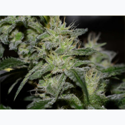 Feminizowane nasiona marihuany Gorilla Glue