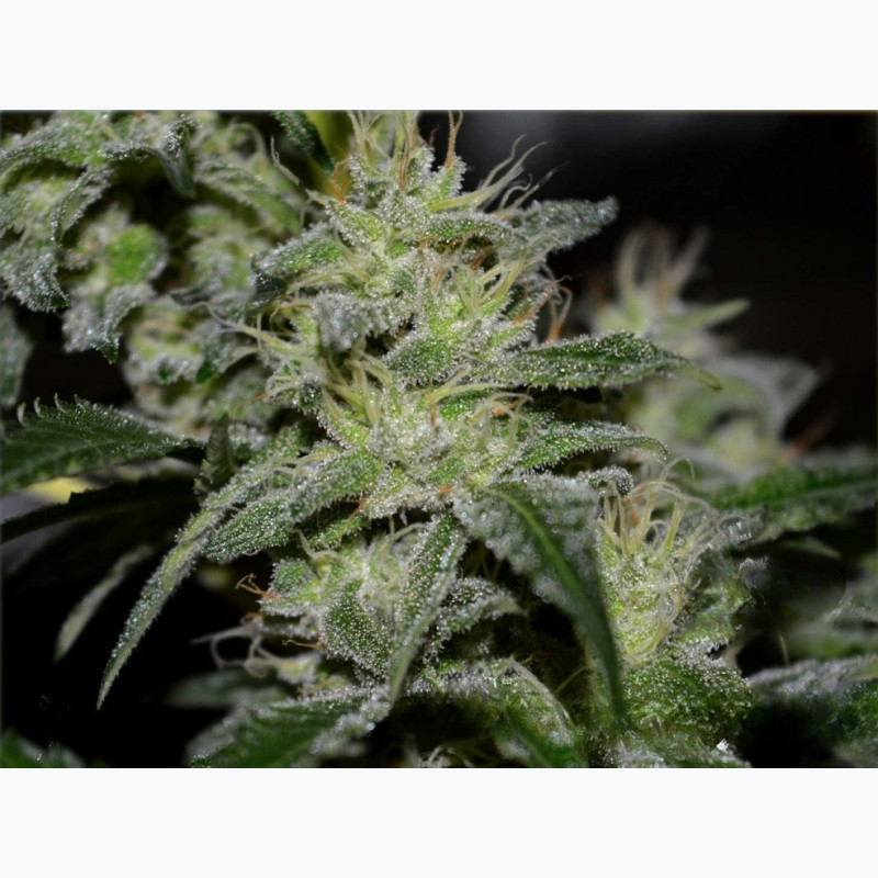 Feminizowane nasiona marihuany Gorilla Glue