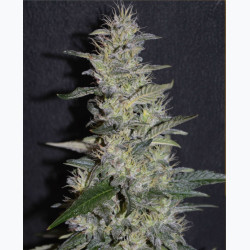 Feminizowane nasiona marihuany Gorilla Glue