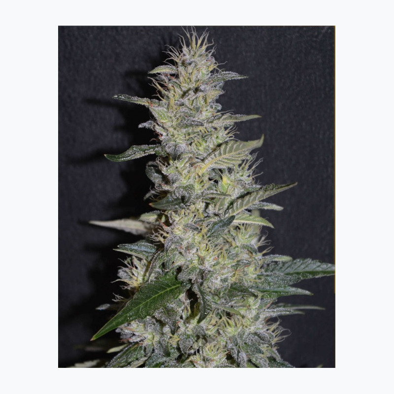Feminizowane nasiona marihuany Gorilla Glue