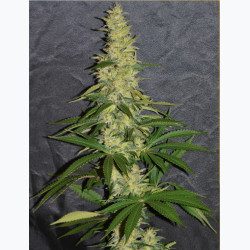 Feminizowane nasiona marihuany Gorilla Glue