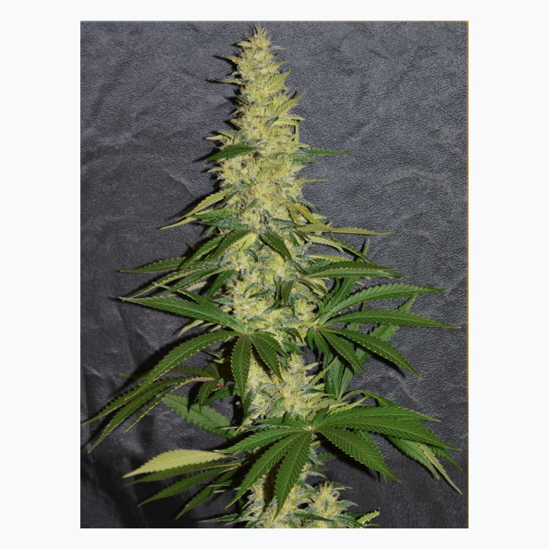 Feminizowane nasiona marihuany Gorilla Glue