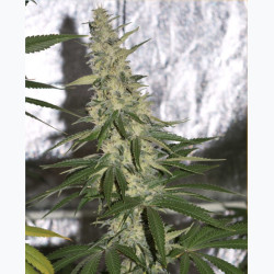 Feminizowane nasiona marihuany Gorilla Glue