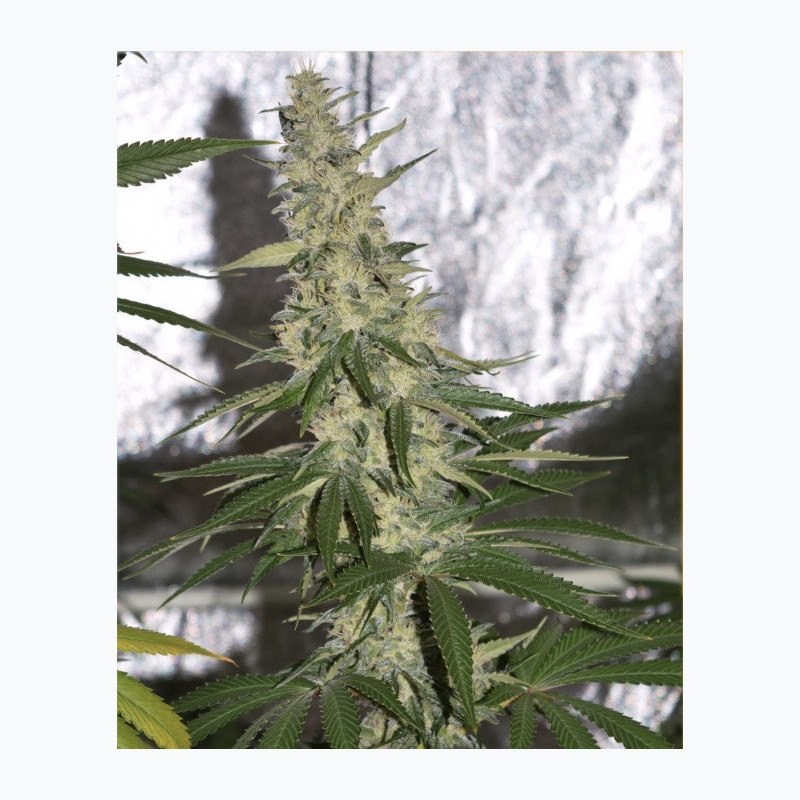 Feminizowane nasiona marihuany Gorilla Glue