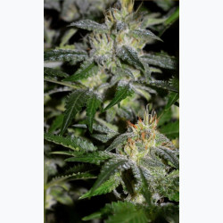 Feminizowane nasiona marihuany Gorilla Glue