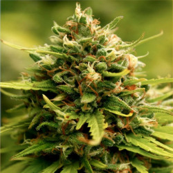 Feminizowane nasiona marihuany Jack Herer