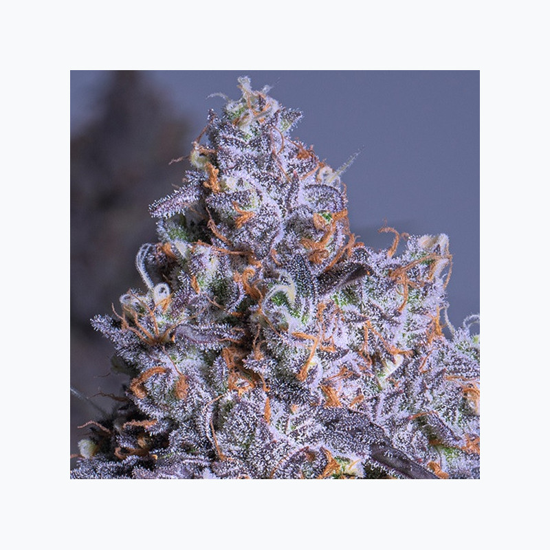 Frozen Black Cherry Auto® Frozen Black Cherry Auto®