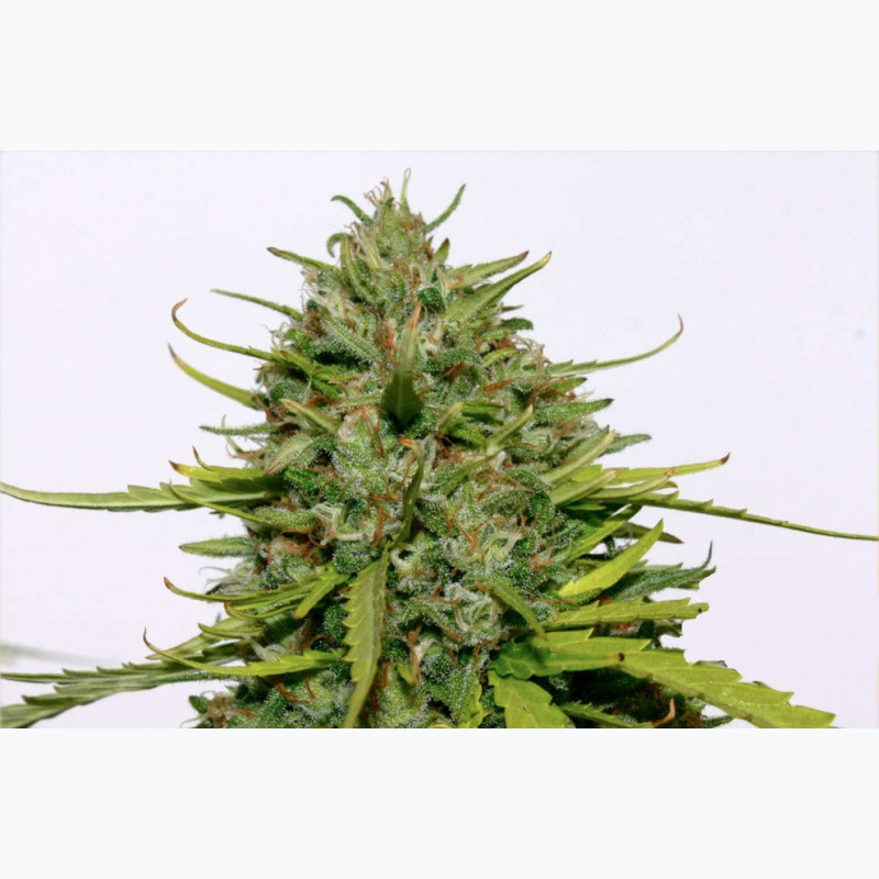 Feminizowane nasiona marihuany Jack Herer