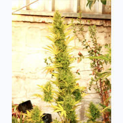 Feminizowane nasiona marihuany Jack Herer