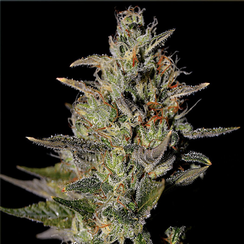 Feminizowane nasiona marihuany Skywalker OG