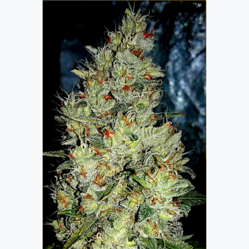 Feminizowane nasiona marihuany Skywalker OG