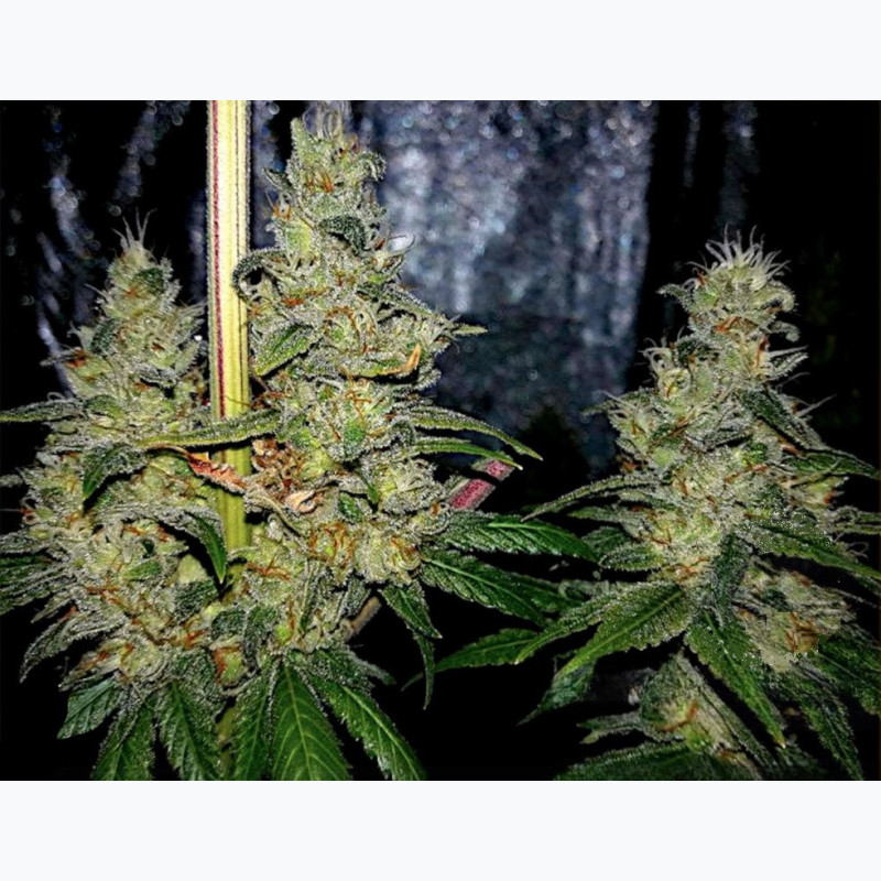 Feminizowane nasiona marihuany Skywalker OG